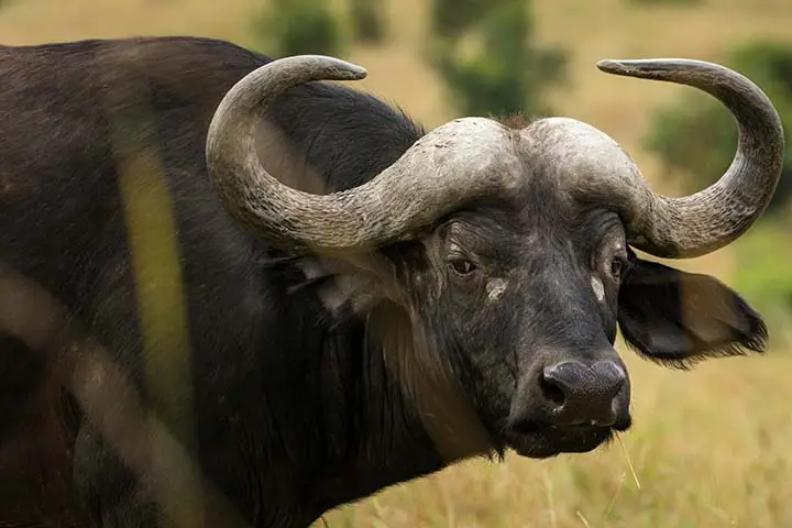 African buffalo Close up Photo